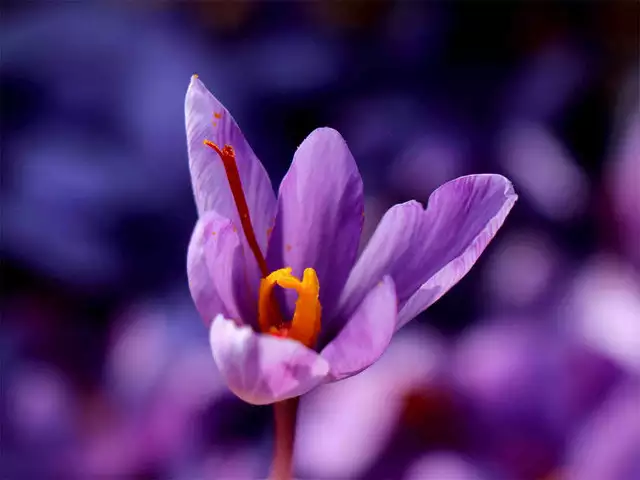 گل زعفران